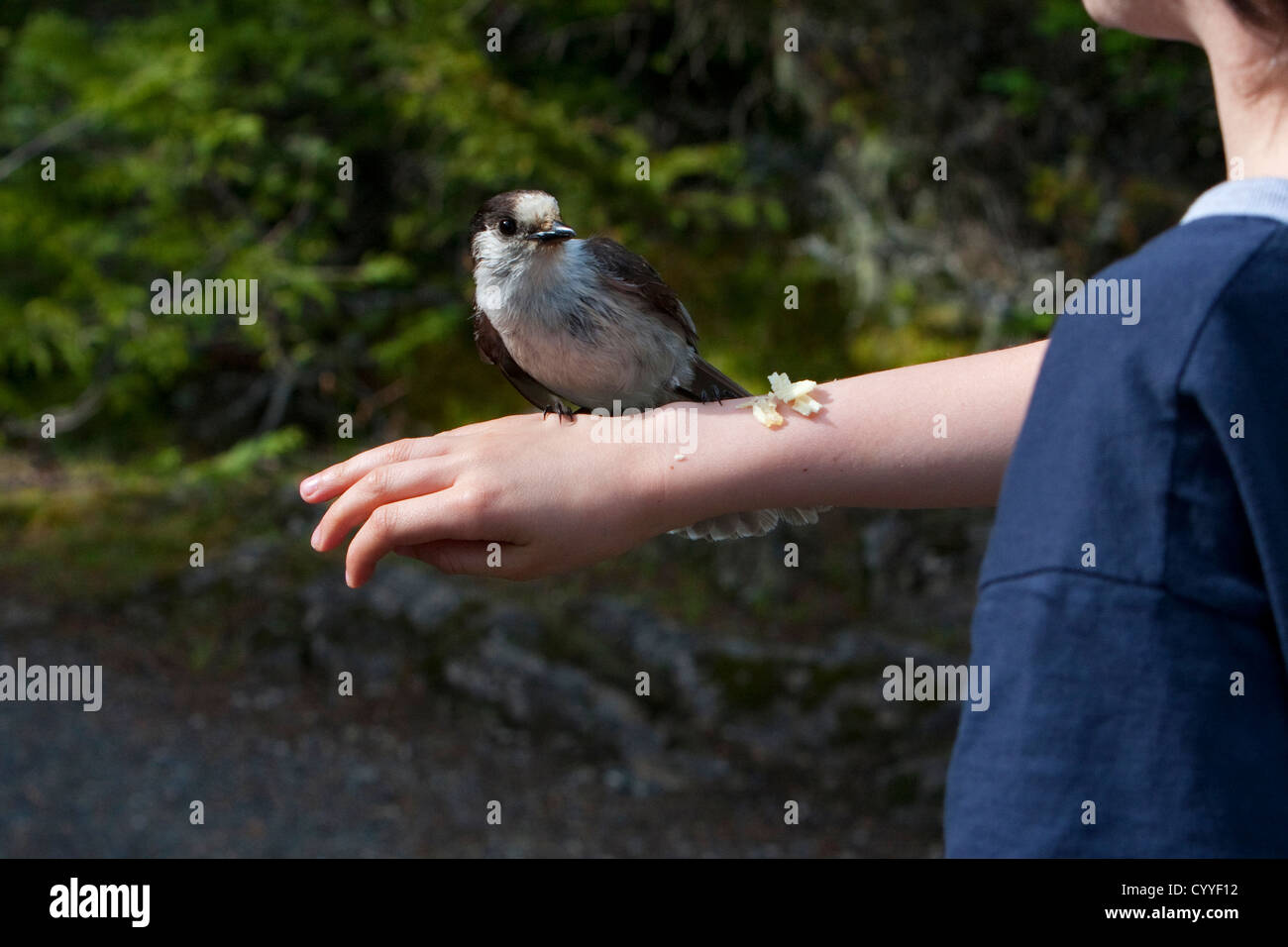 Mésangeai du Canada (Perisoreus canadensis) se nourrissant de bras du garçon près de Hurricane Ridge, Olympic National Park, Washington, USA en Juin Banque D'Images