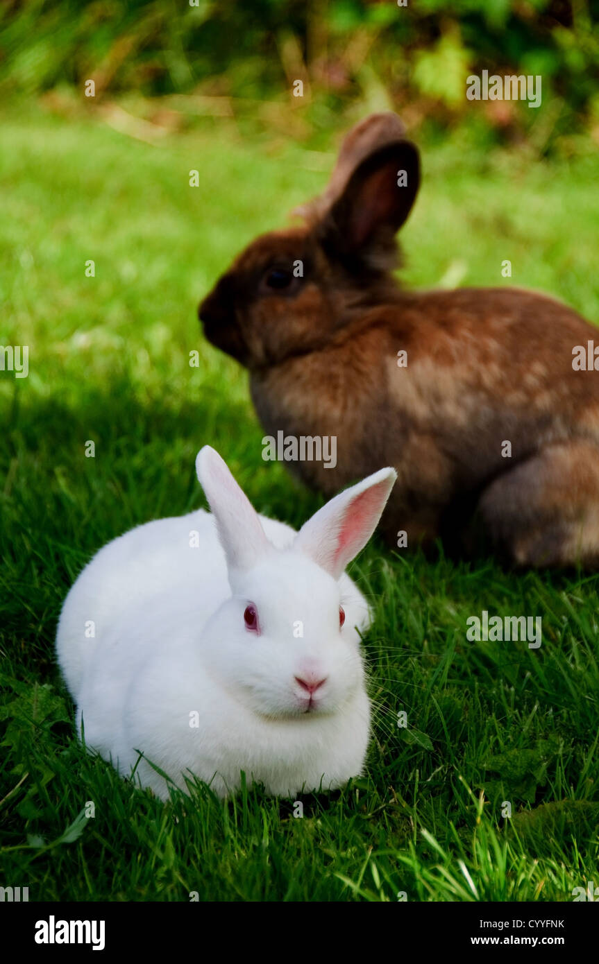 Un lapin blanc et un lapin brun en arrière-plan Banque D'Images