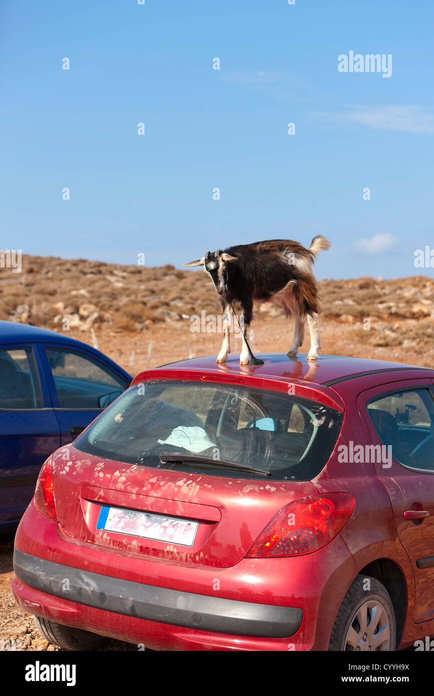 Cette chèvre de montagne a essayé de manger une voiture antennes Banque D'Images
