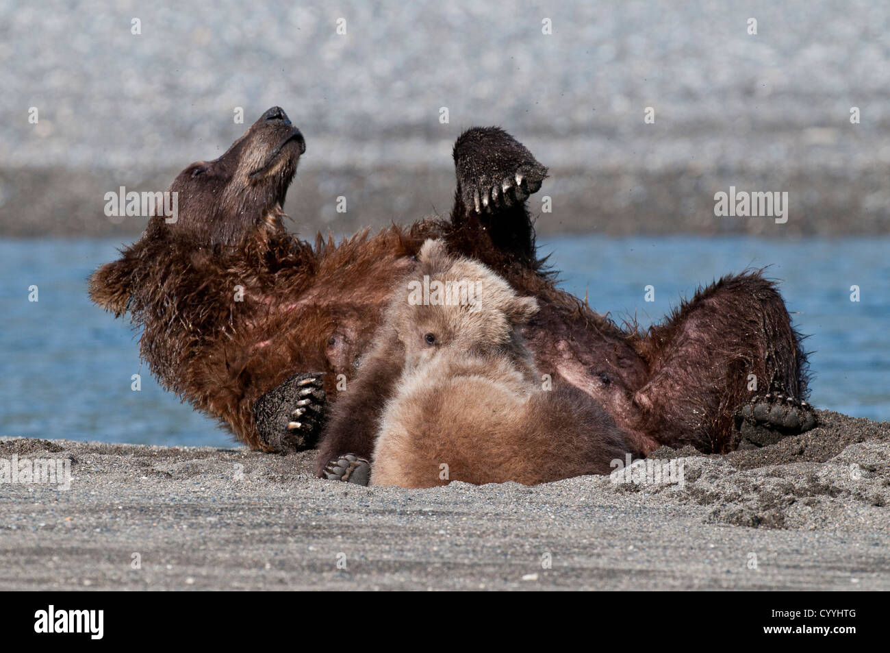 Brown bear cubs avec mère dans du sable frais à côté d'un courant de marée ; Lake Clark National Park, AK Banque D'Images