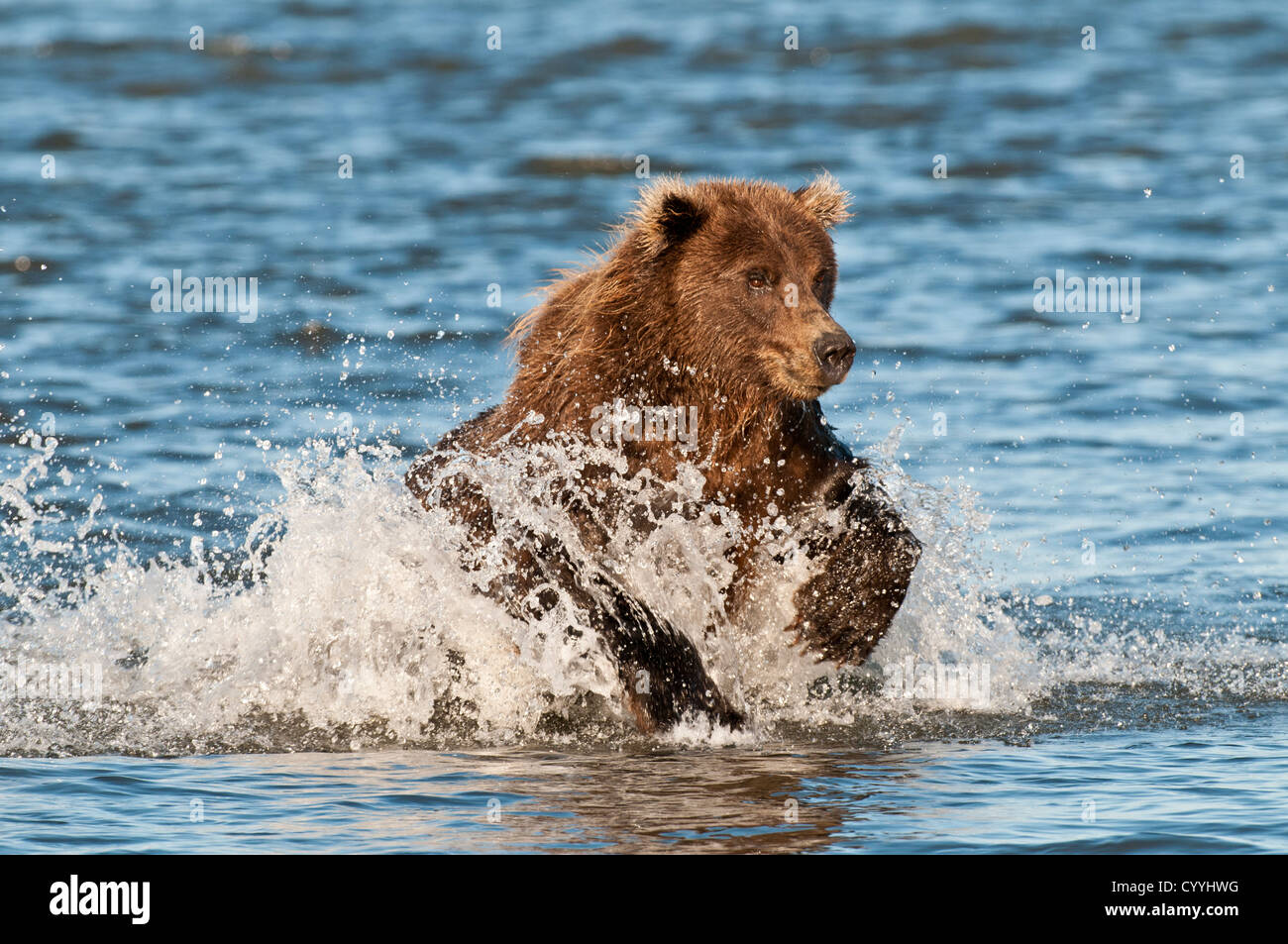 Ours brun chasing salmon ; Lake Clark National Park, AK Banque D'Images