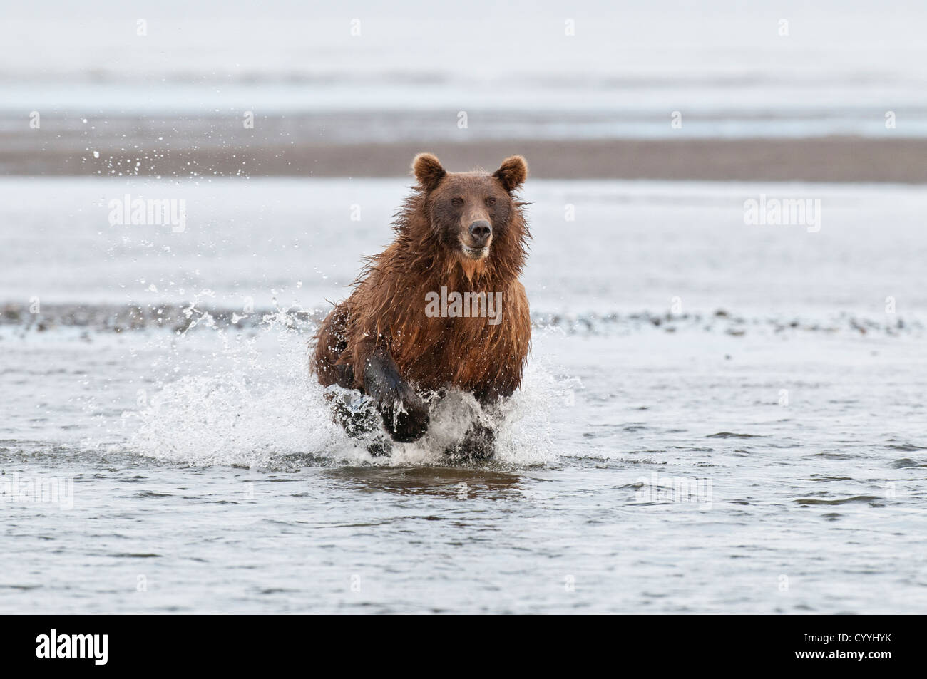 Ours brun chasing salmon ; Lake Clark National Park, AK Banque D'Images