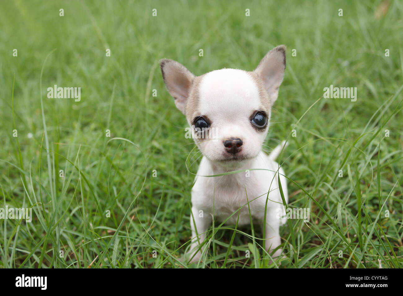 Chihuahua chiot assis à l'herbe Banque D'Images