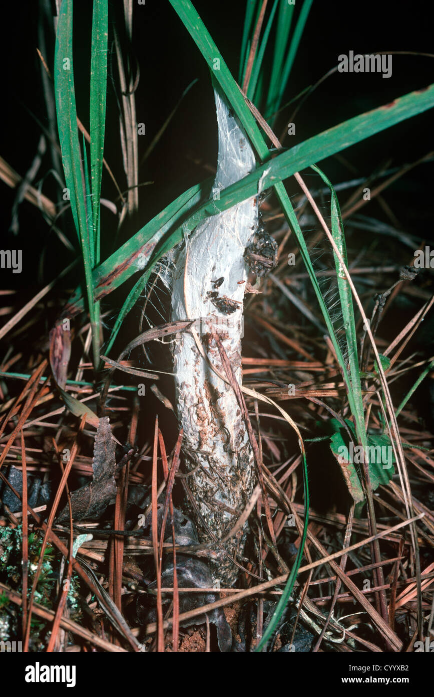 Sac à main de web atlanticus Sphodros s'étendant de l'enfouir les araignées et d'une tige de la plante, S. Carolina, USA Banque D'Images