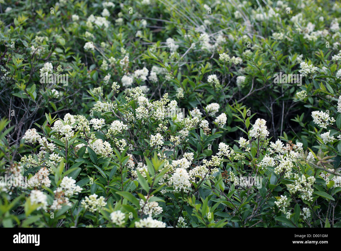 Troène, Ligustrum vulgare sauvage en fleur ; Royaume-Uni ; Banque D'Images