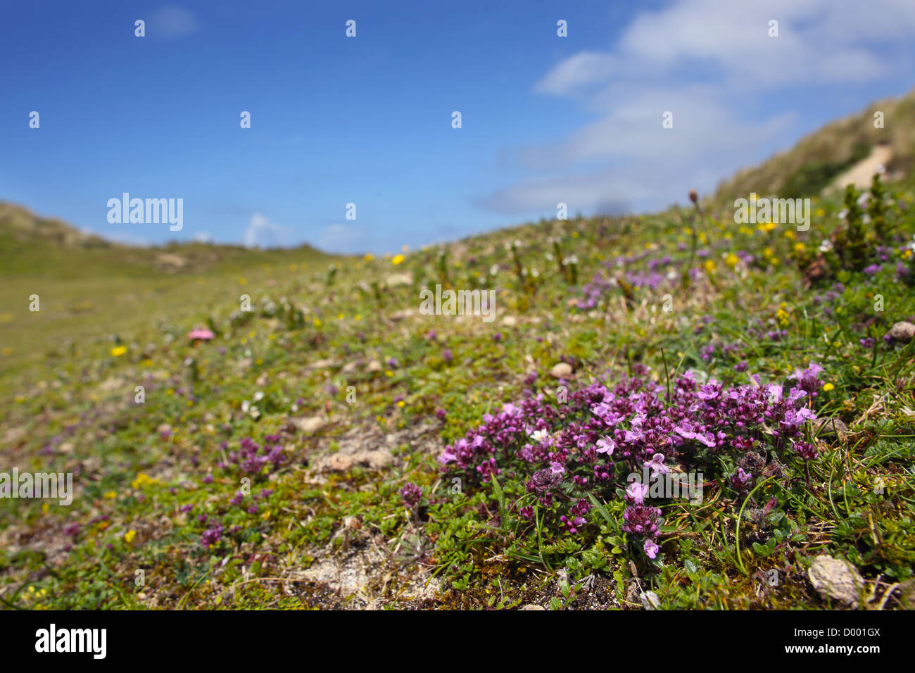 Le thym sauvage, le thymus praecox ; Upton Towans, Cornwall, UK Banque D'Images