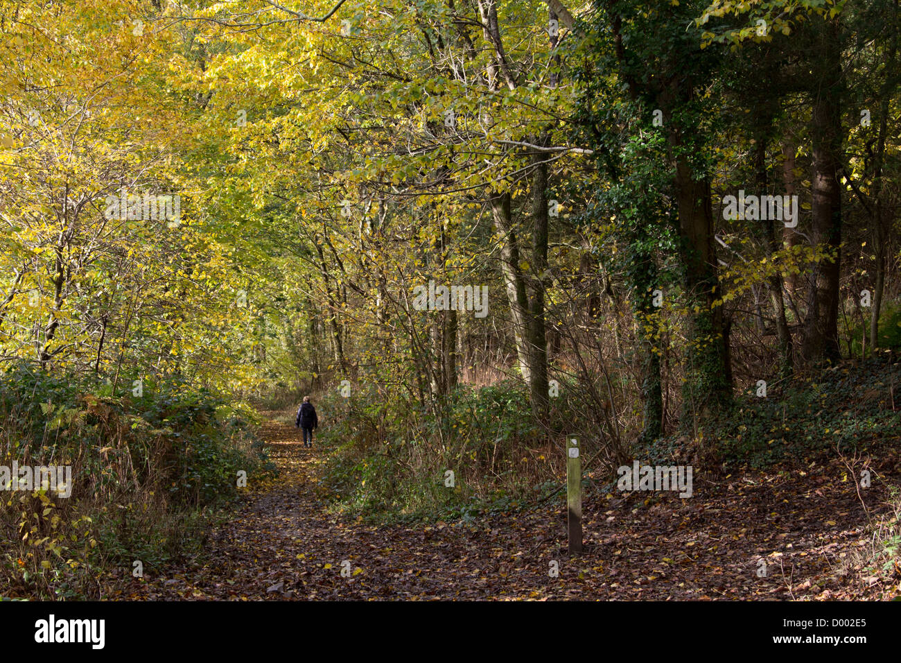 Lone woman walking in woods au soleil d'automne Banque D'Images