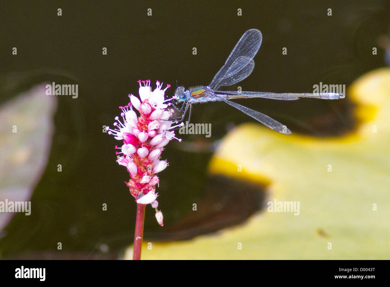 Demoiselle d'Émeraude sur une fleur Banque D'Images