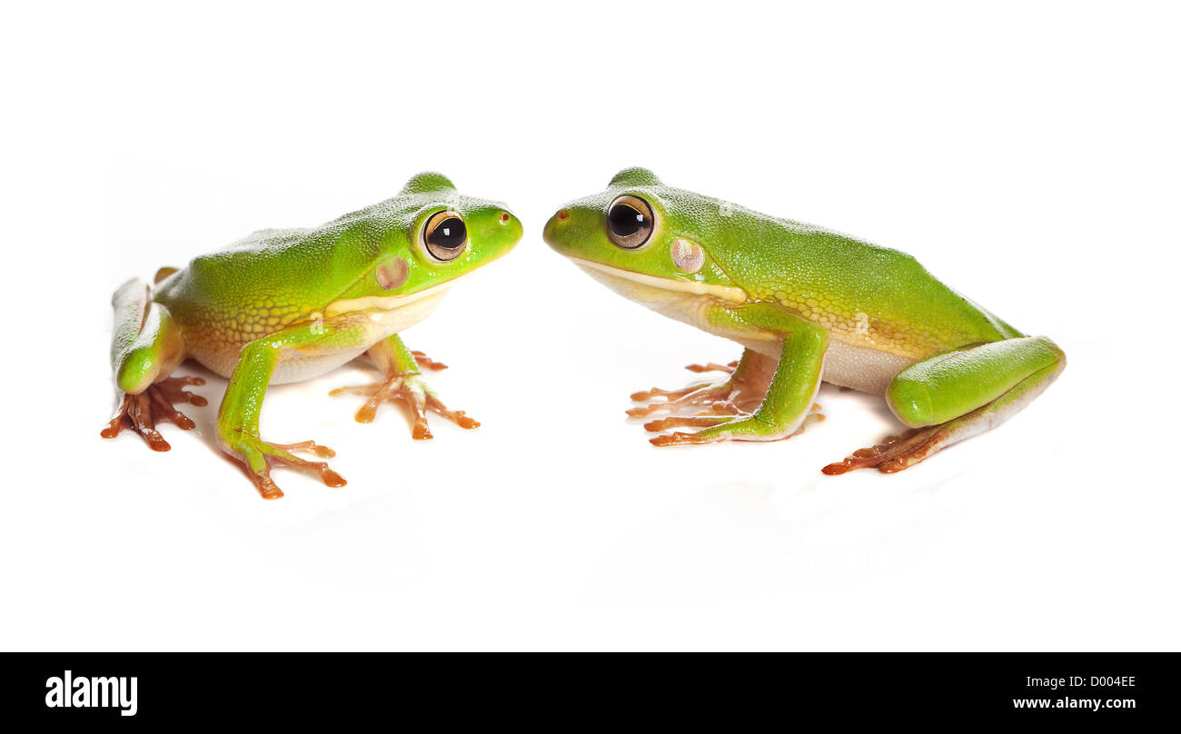 Blanc assis-lipped tree frogs ou Litoria Infrafrenata isolated on white Banque D'Images