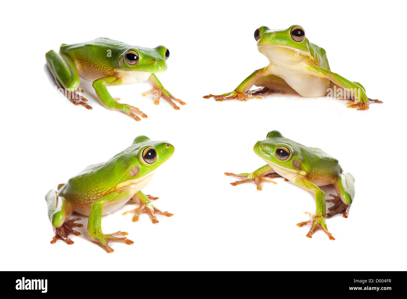 Quatre assis blanc-lipped tree frogs ou Litoria Infrafrenata isolated on white Banque D'Images