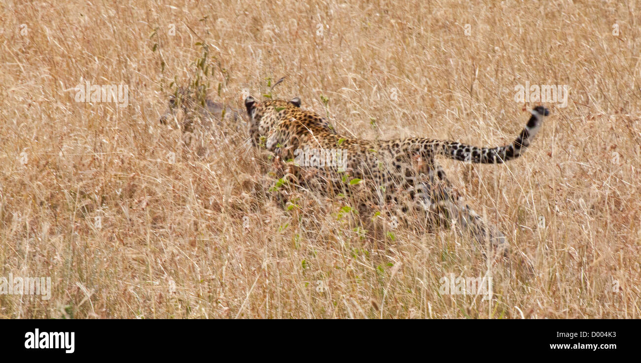 Le pouvoir d'un Léopard un bébé phacochère à travers les hautes herbes du Parc National de Serengeti, Tanzanie. Banque D'Images