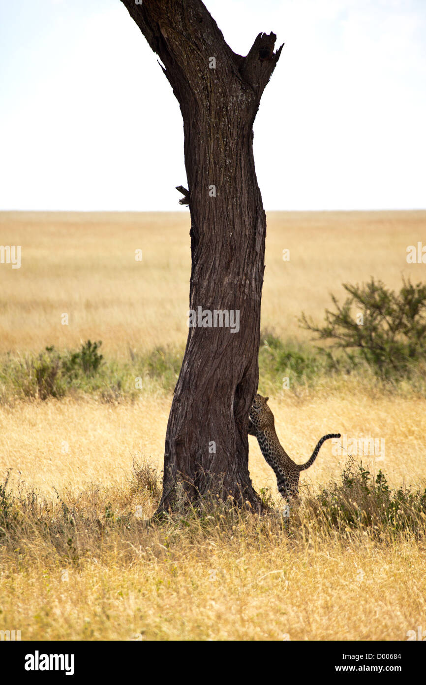 Un adulte Leopard grimpe un arbre dans le Parc National du Serengeti, Tanzanie Banque D'Images