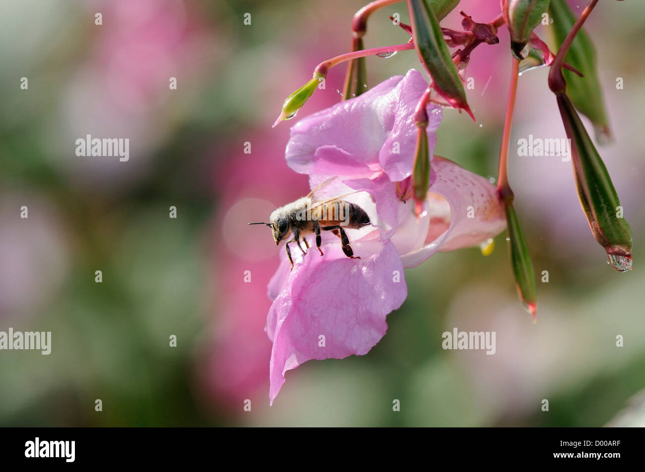 Abeille à miel (Apis mellifera) fortement saupoudrée de pollen, sur le point de décoller d'un baume de l'Himalaya (Impatiens glandulifera) flower Banque D'Images