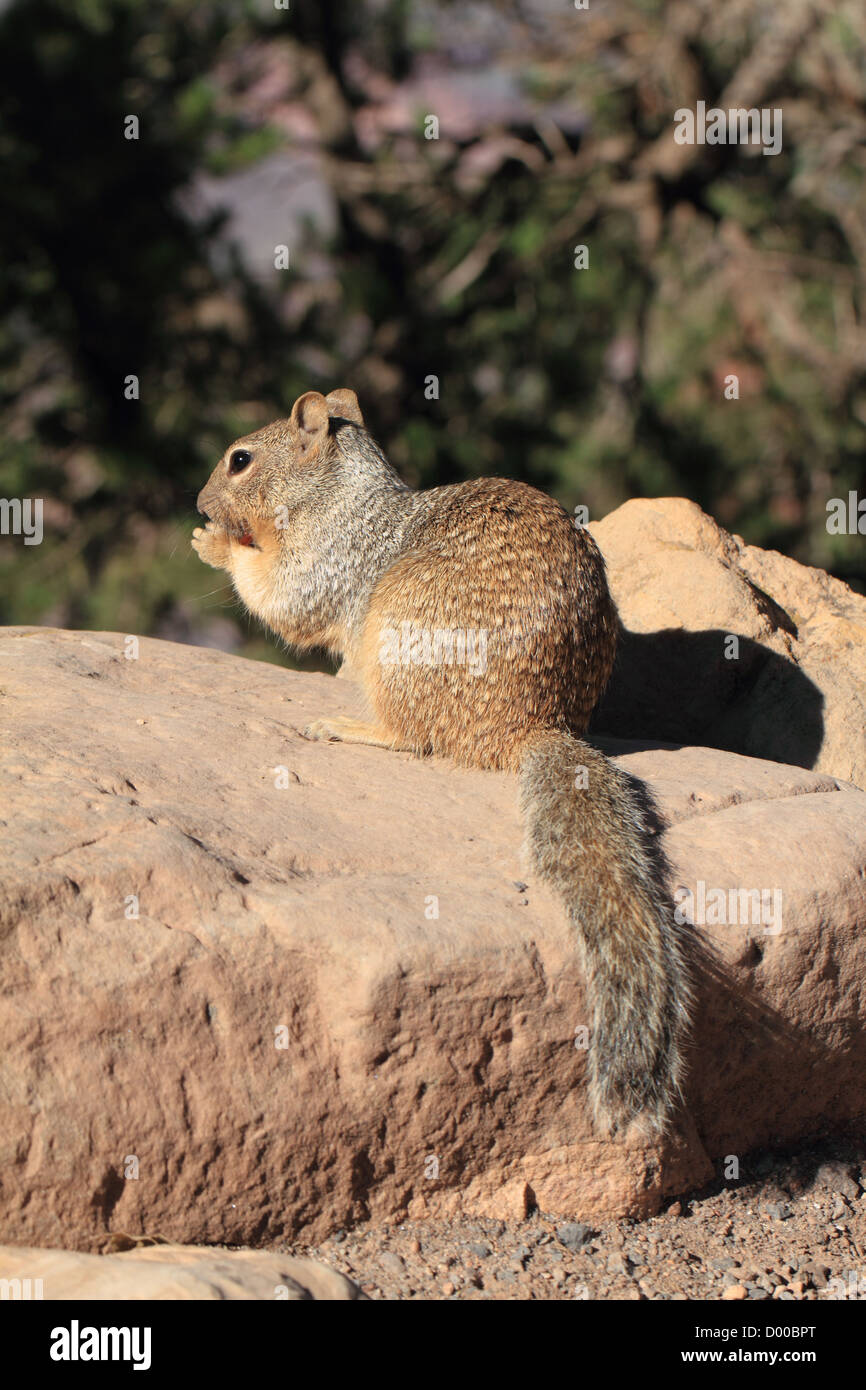 Rock (Spermophilus variegatus) à la rive sud du Grand Canyon en Arizona, États-Unis Banque D'Images