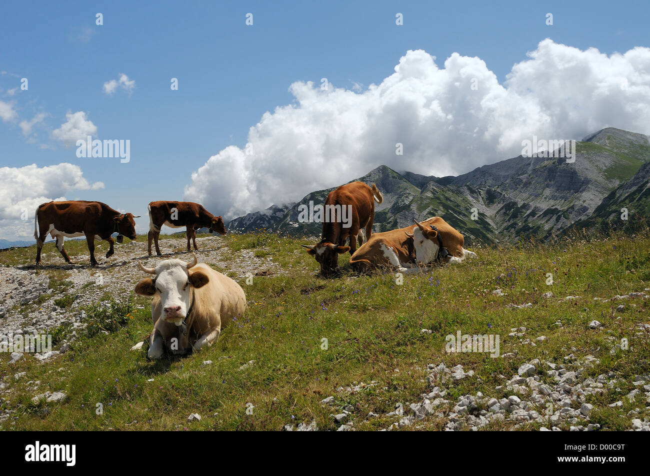 Petit troupeau de vaches (Bos taurus) on grassy ridge à 1600m dans les Alpes Juliennes, parc national du Triglav, en Slovénie, en juillet 2011. Banque D'Images