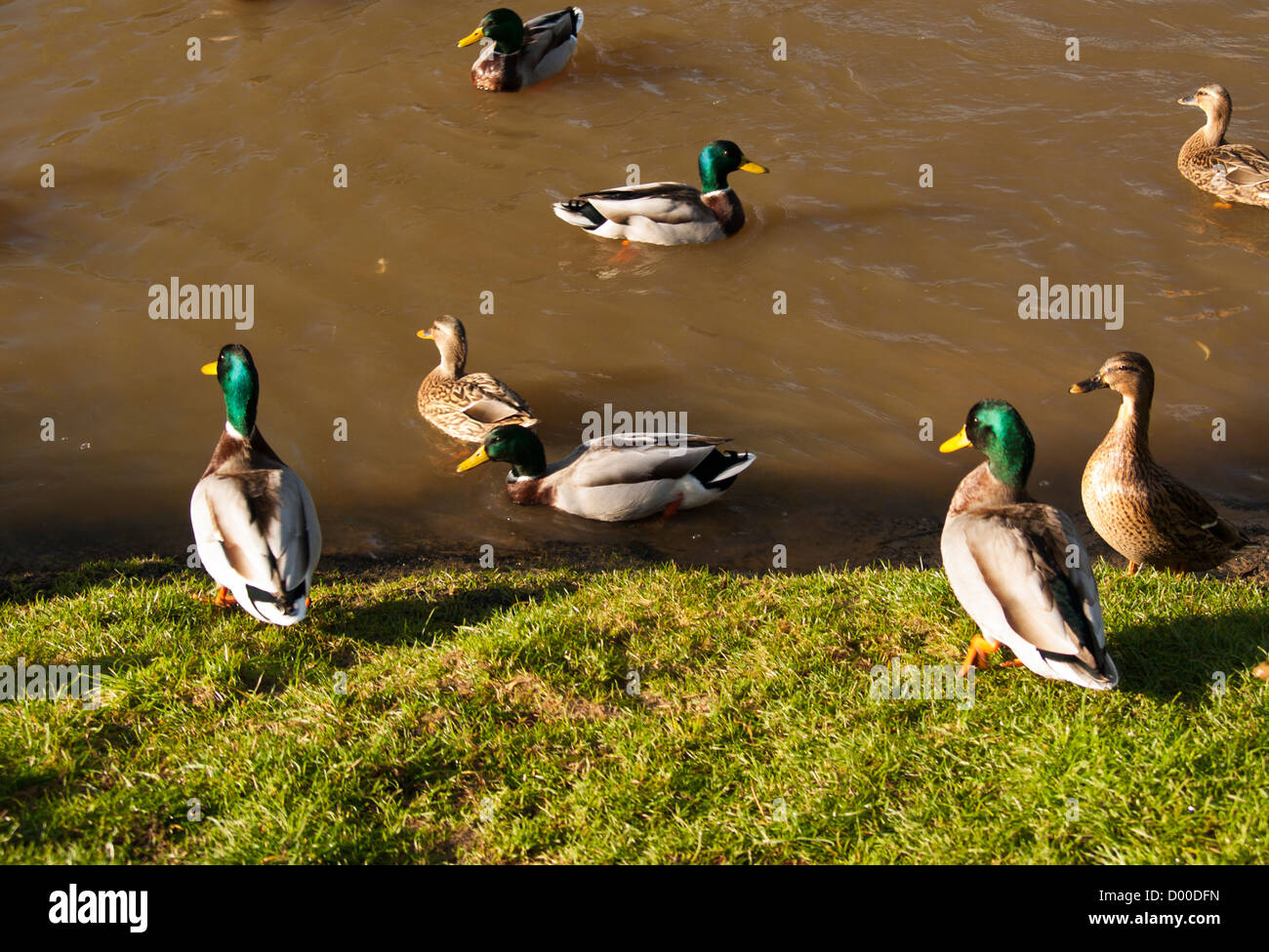 Canards sur la rivière Wey près du centre-ville, Guildford, Surrey, Angleterre, Royaume-Uni Banque D'Images