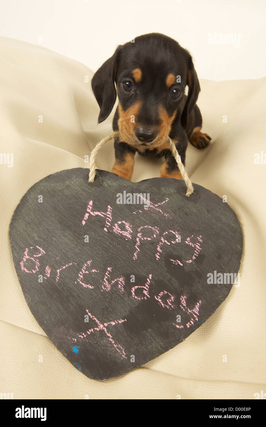 Joyeux Anniversaire Voeux De Dachshund Puppy Photo Stock Alamy
