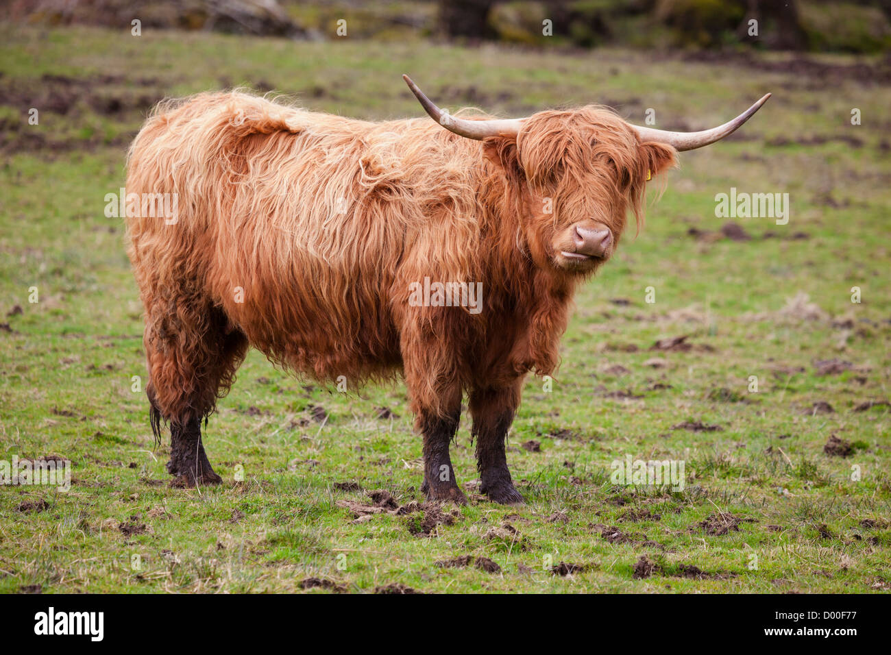 Les cheveux longs et pointu des cornes de vache des highlands en Ecosse. Banque D'Images