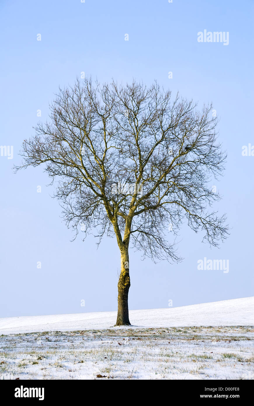 Un arbre isolé dans paysage de neige Banque D'Images