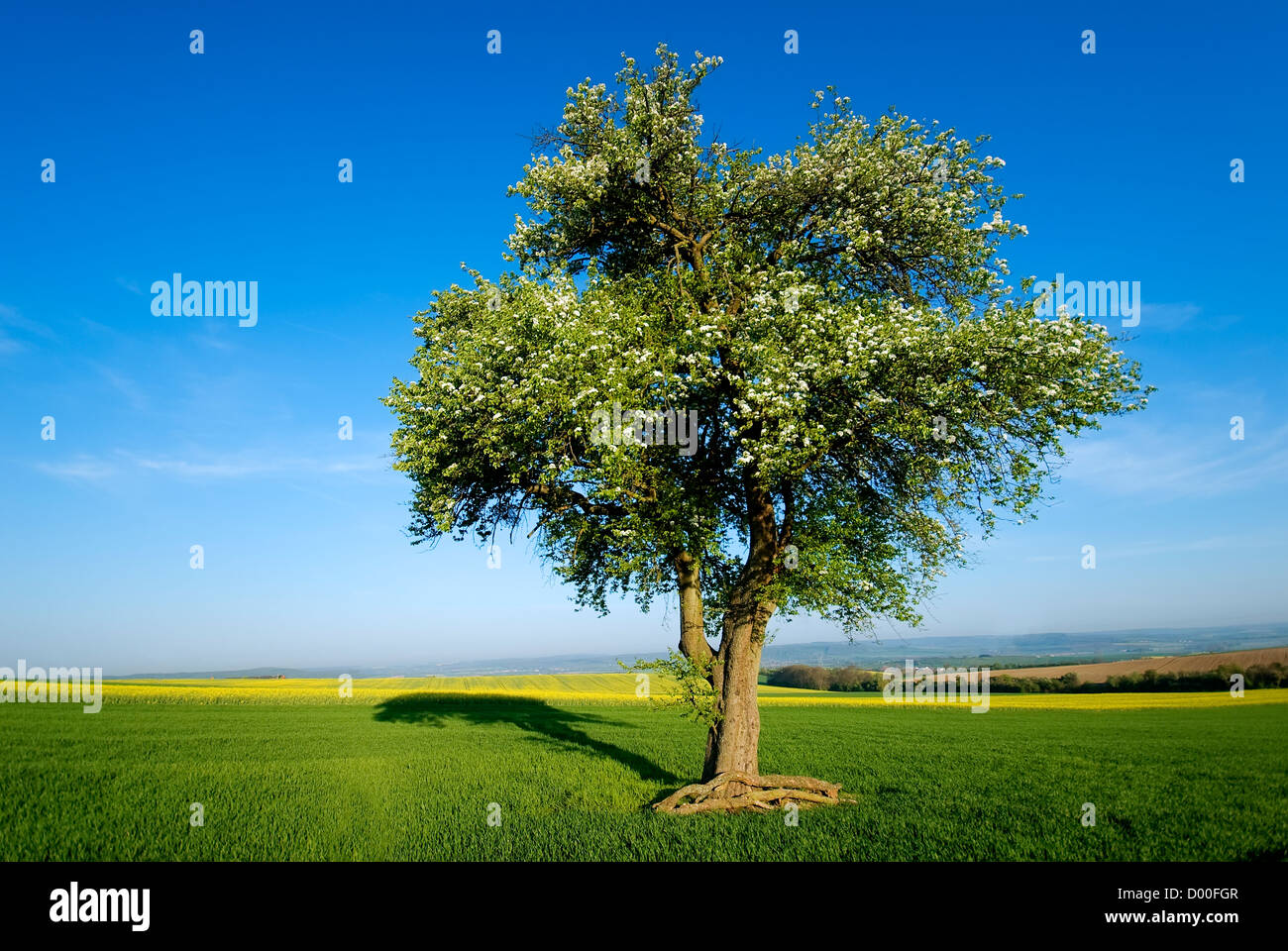 Un arbre isolé dans un champ cultivé Banque D'Images