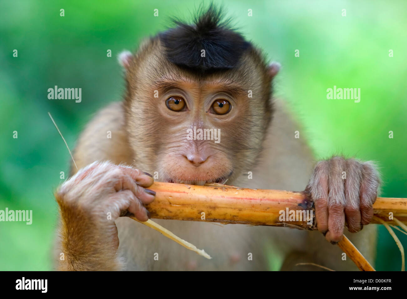 Singe macaque Banque D'Images