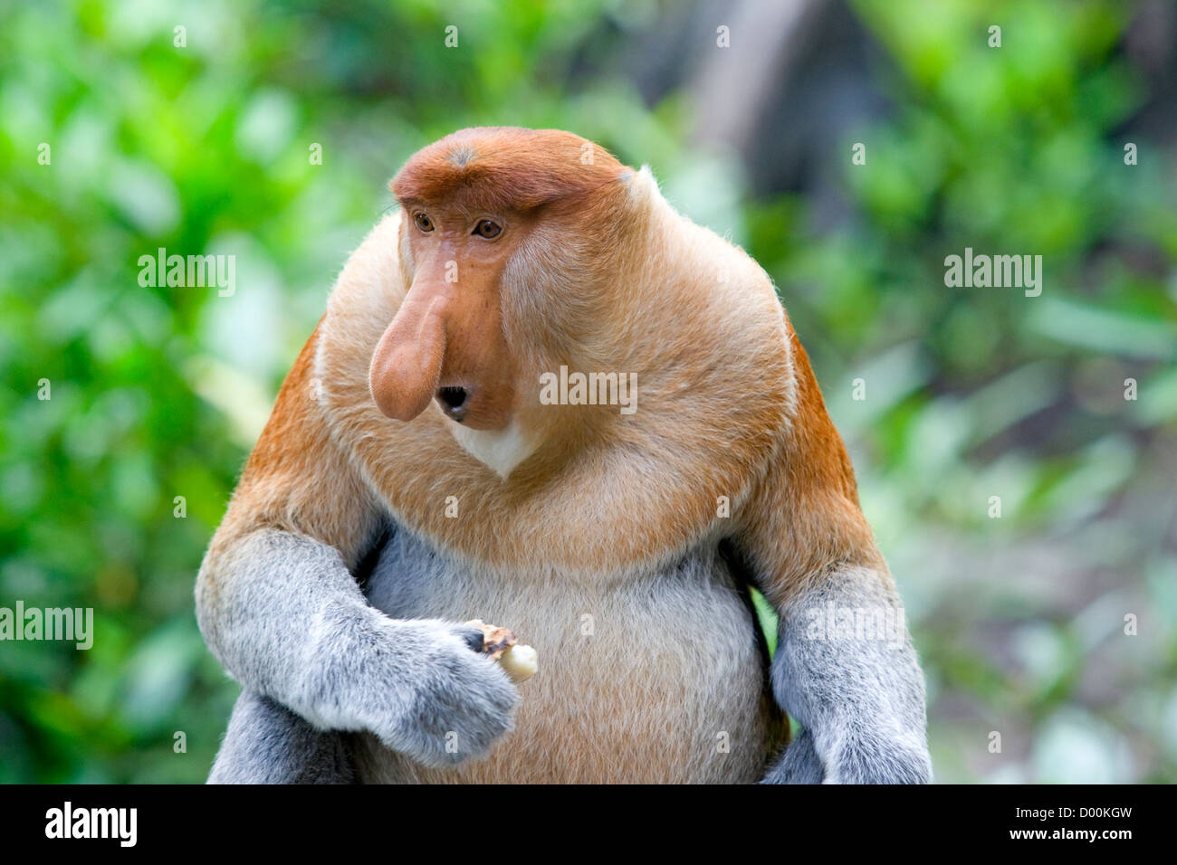 Proboscis Monkey Banque D'Images