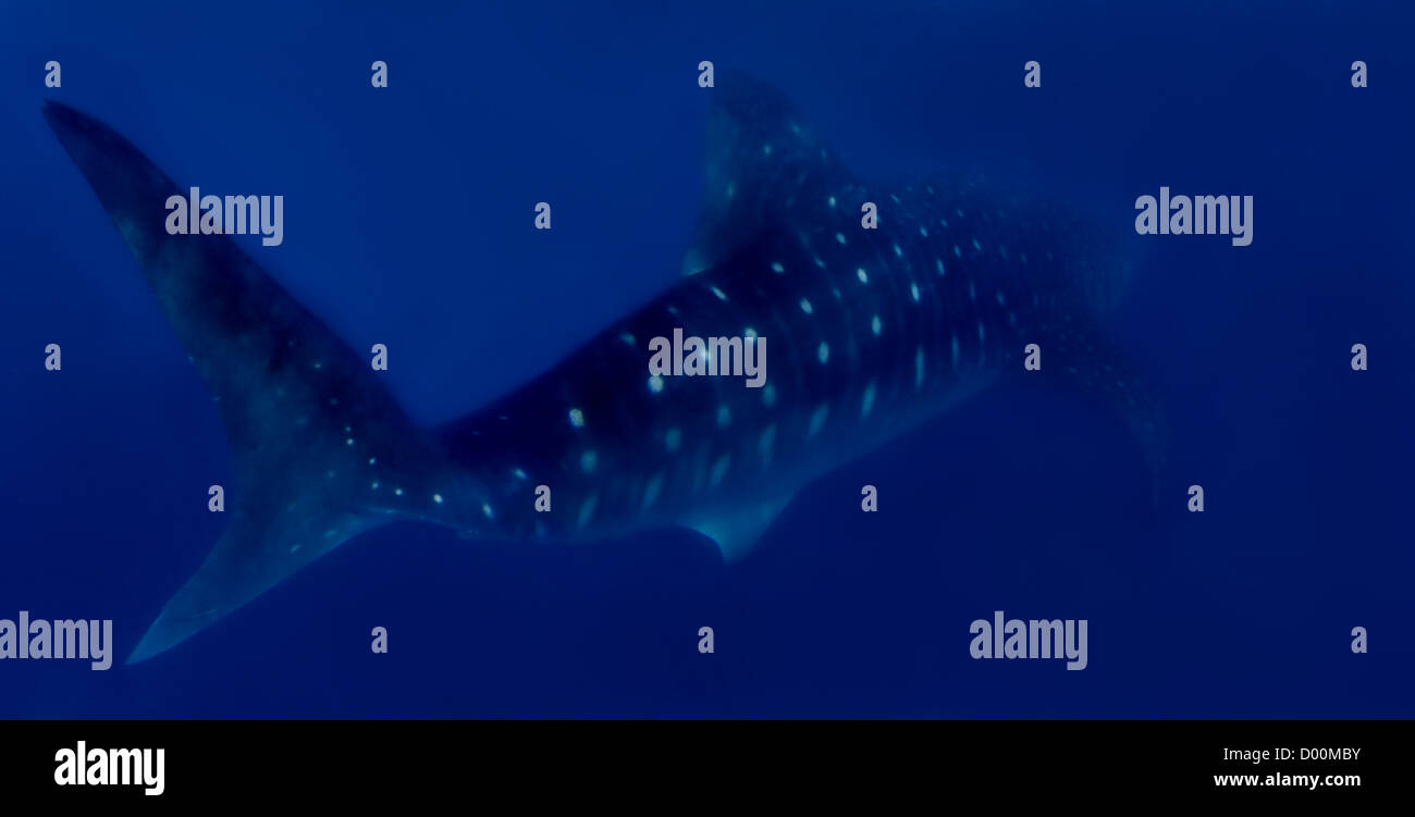 Whaleshark Banque D'Images