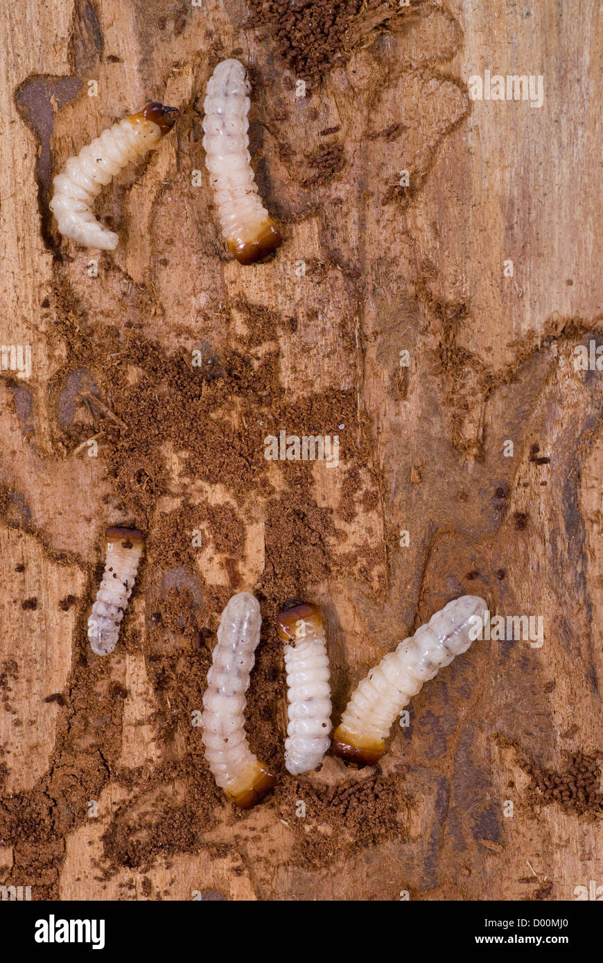 Peu woodworm Golf Polo marron se trouve sur l'écorce des arbres Banque D'Images