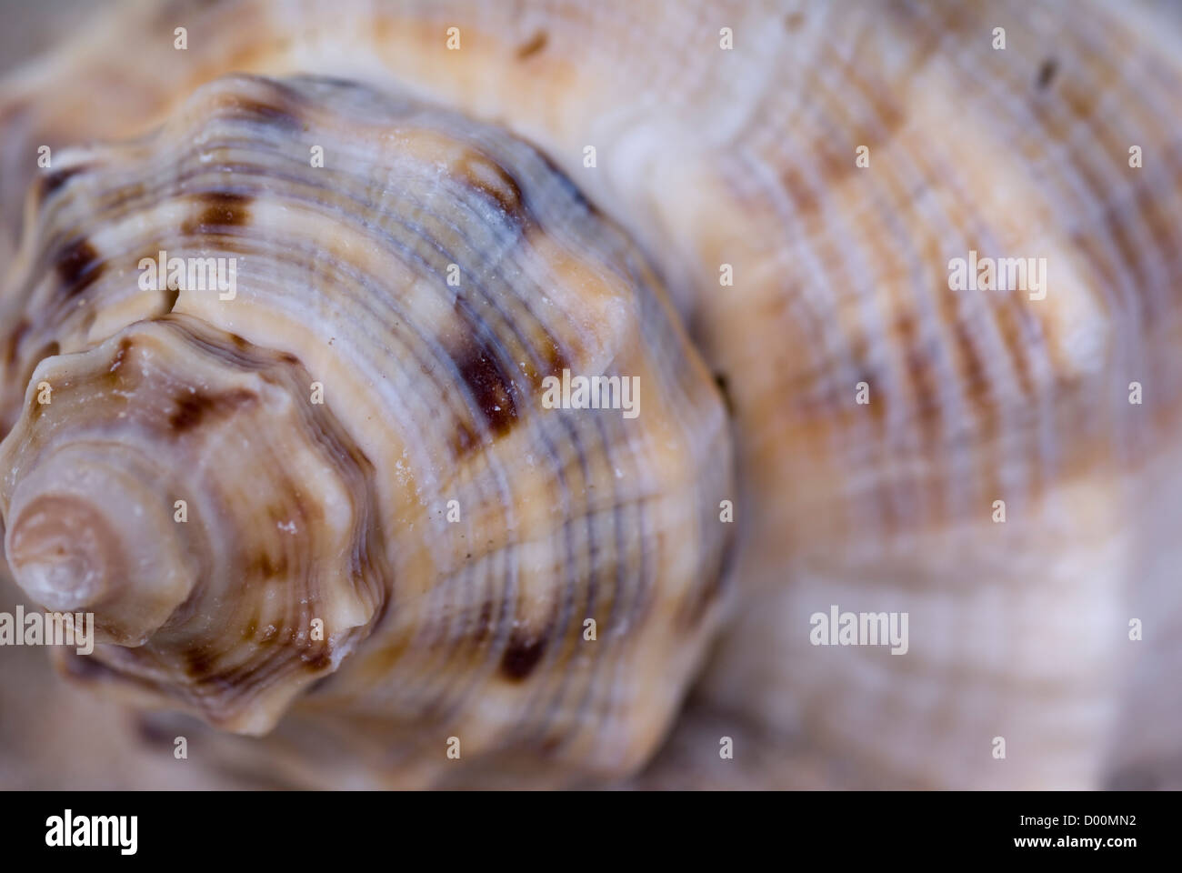 Big brown sea shell snail comme arrière-plan Banque D'Images