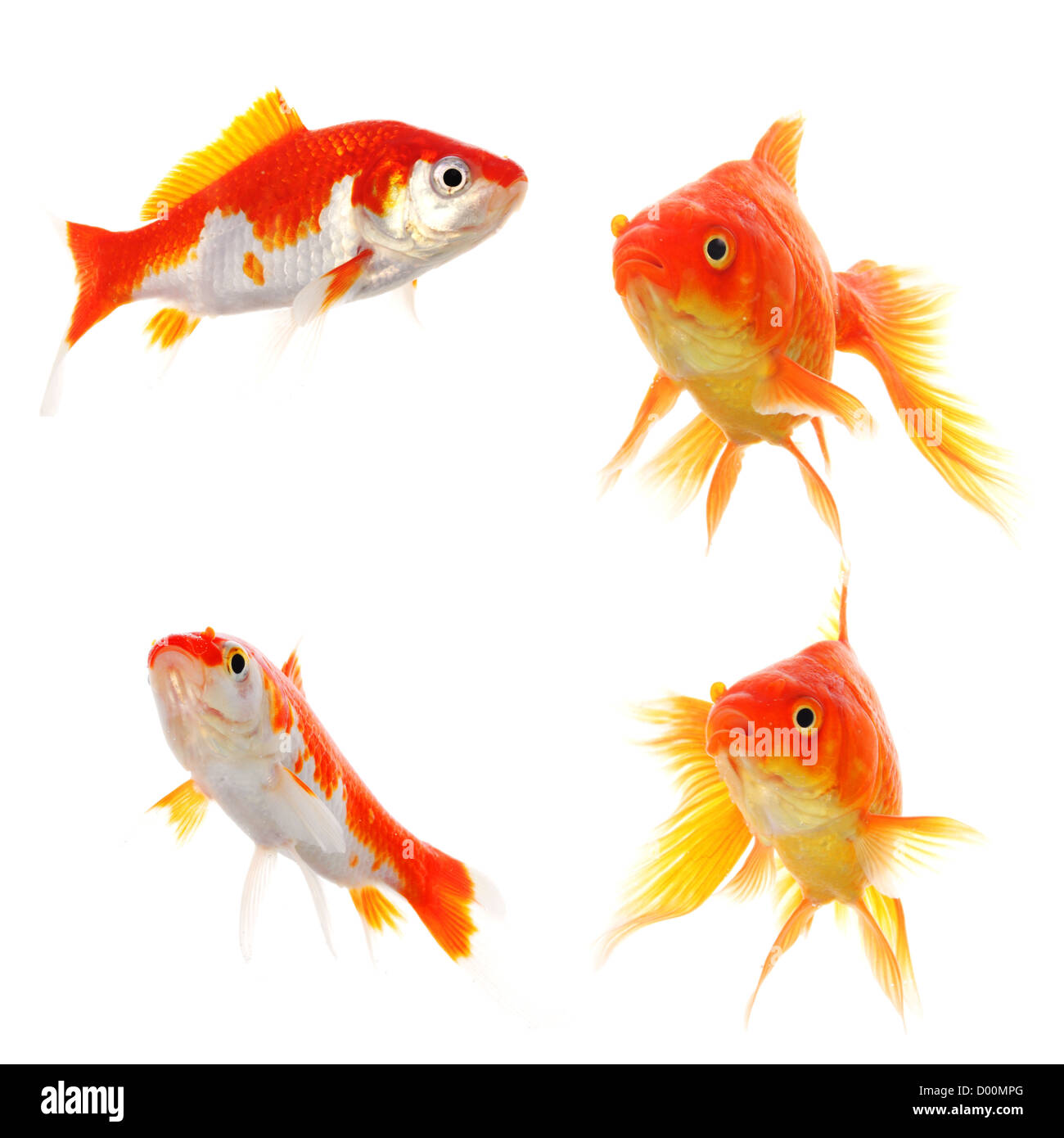 Collection de poissons rouges ou de poissons ou de groupe isolé sur fond blanc Banque D'Images