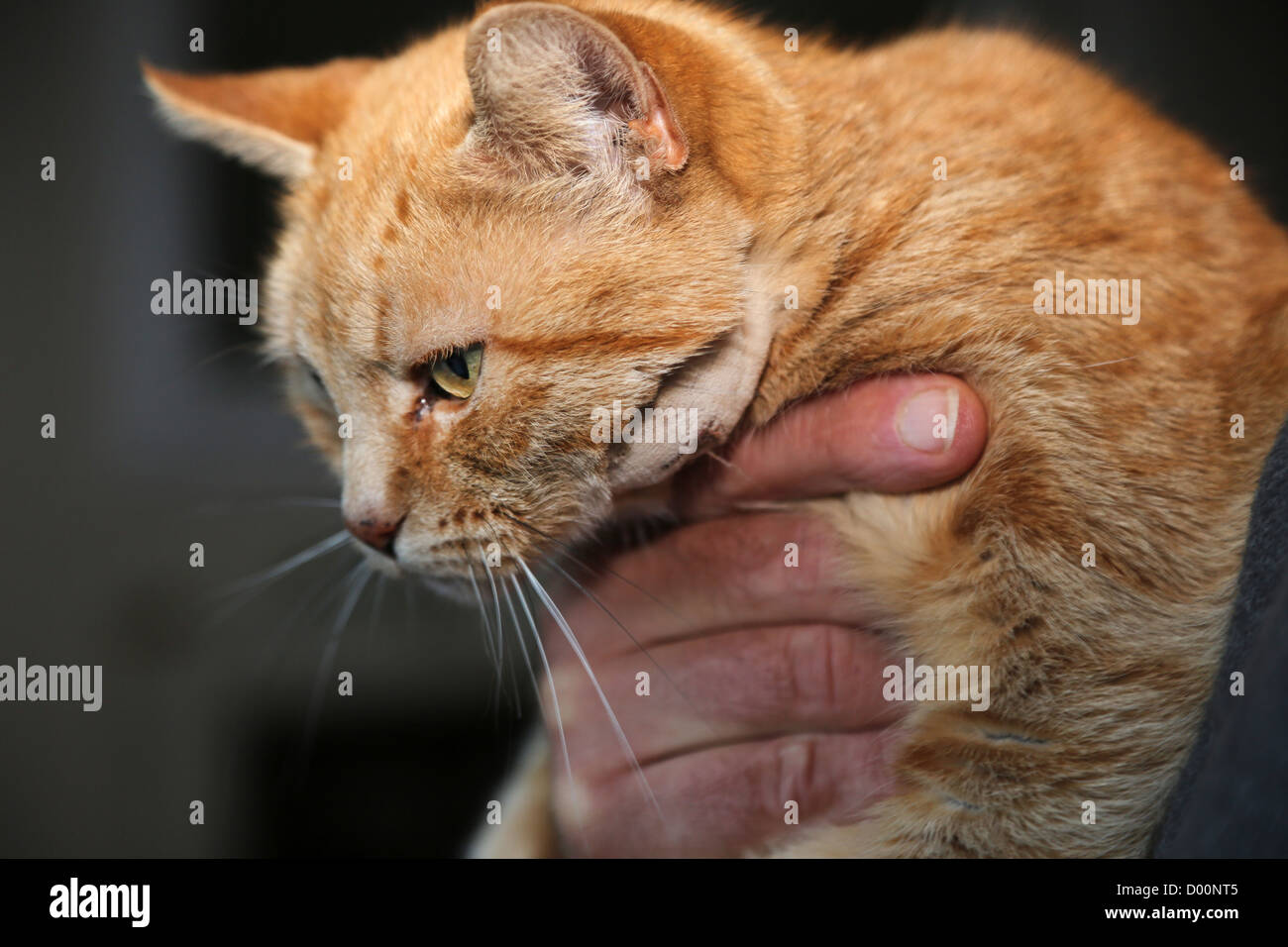 Le gingembre Cat après l'abcès avait été vidé sur son visage Banque D'Images