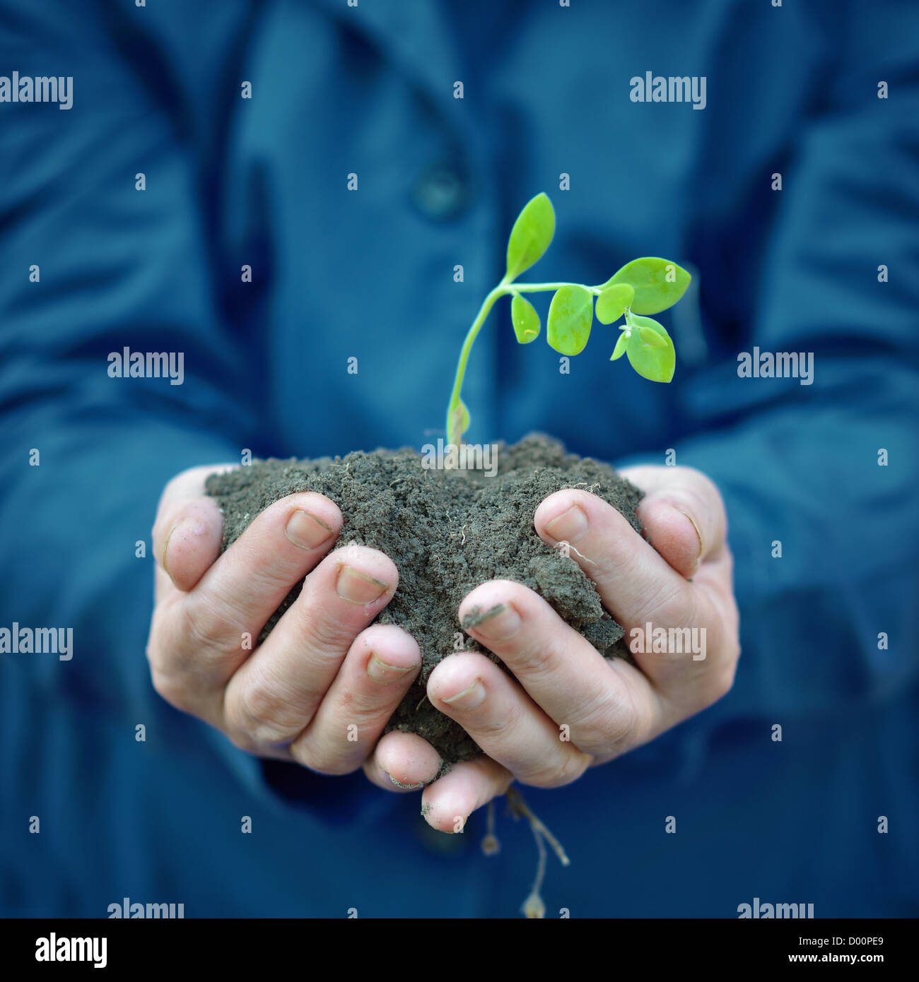 Les mains tenant une plante verte et du sol Banque D'Images