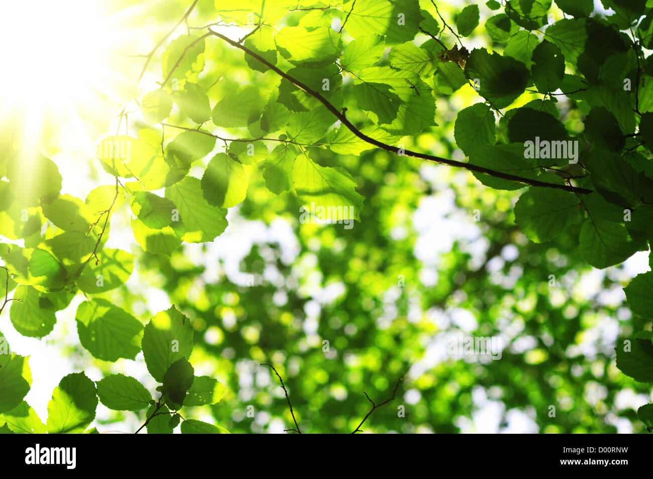 Feuilles d'été vert et copyspace montrant concept nature Banque D'Images
