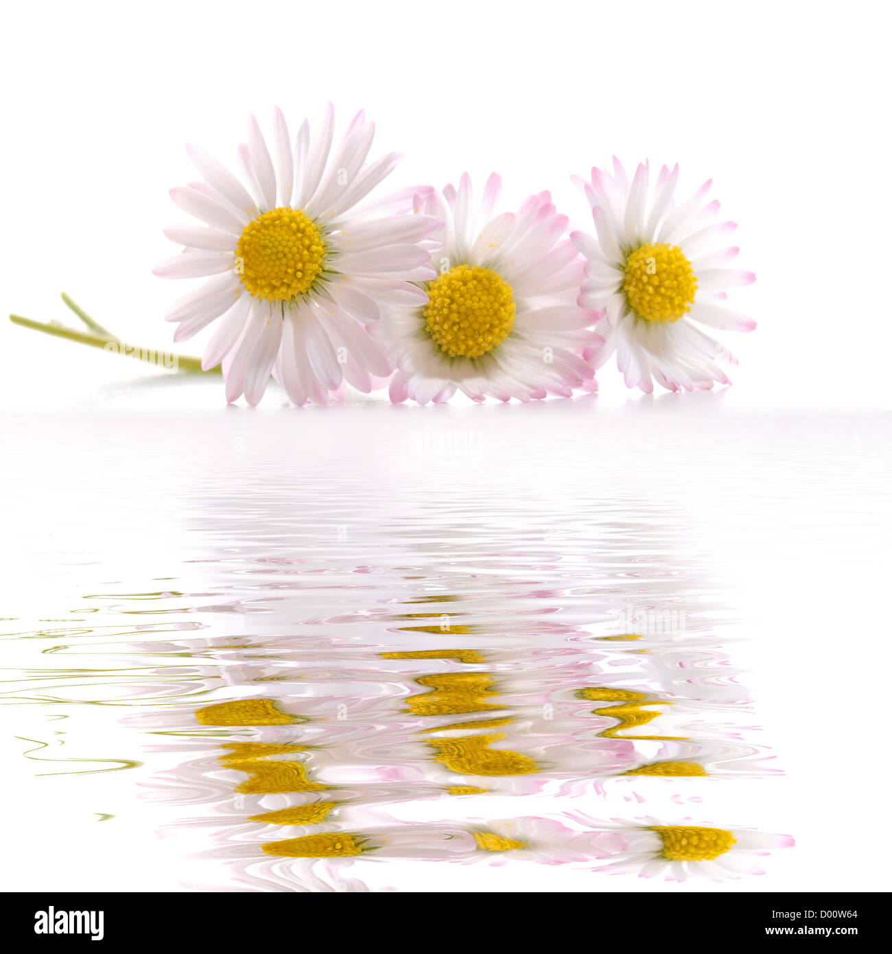 Fleurs daisy en été avec de l'eau reflet et copyspace Banque D'Images