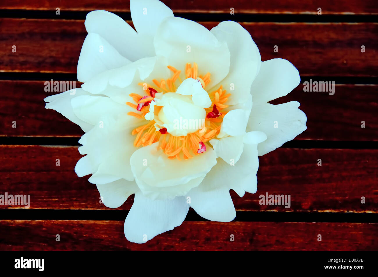 Une pivoine blanche sur une planche en bois Banque D'Images