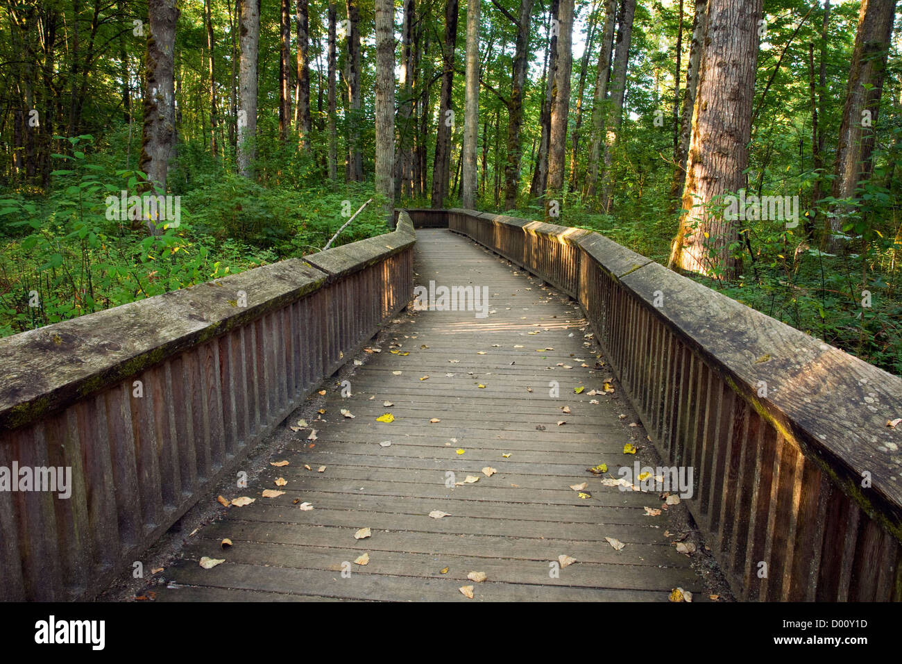WA05944-00...WASHINGTON - Promenade à travers la forêt sur le sentier en boucle deux granges dans la Nisqually National Wildlife Refuge. Banque D'Images