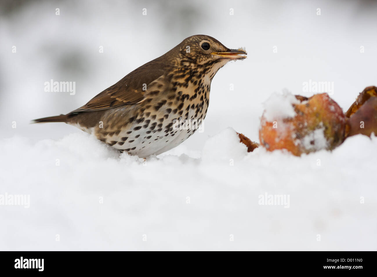 Grive musicienne dans la neige avec des pommes Banque D'Images