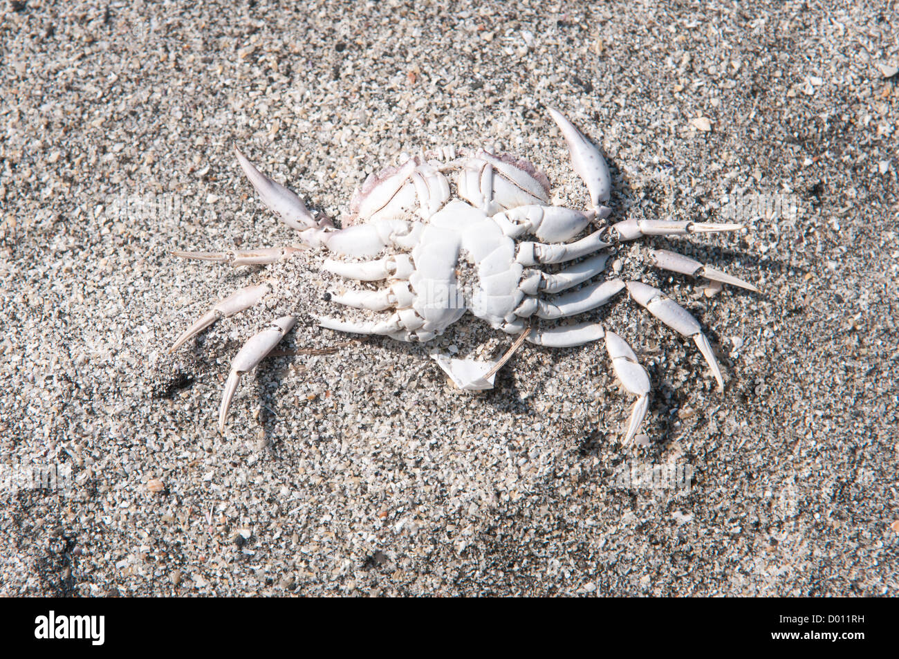 Mue du crabe Banque de photographies et d’images à haute résolution Alamy — free download