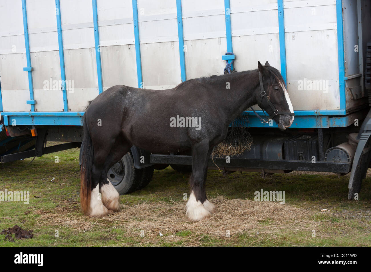 Gypsy horse liée à la boîte de camion Banque D'Images