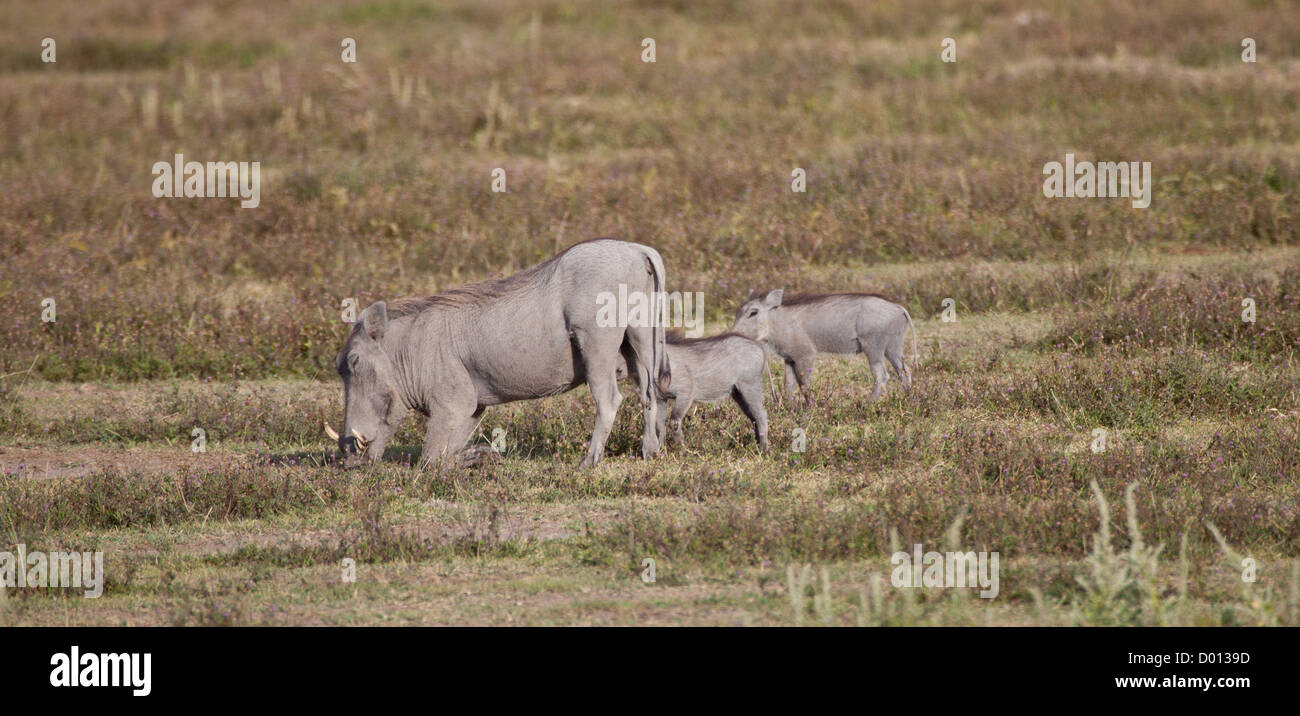 Une mère phacochère racines dans le sol comme sa progéniture infirmière. Parc national de Serengeti, Tanzanie Banque D'Images