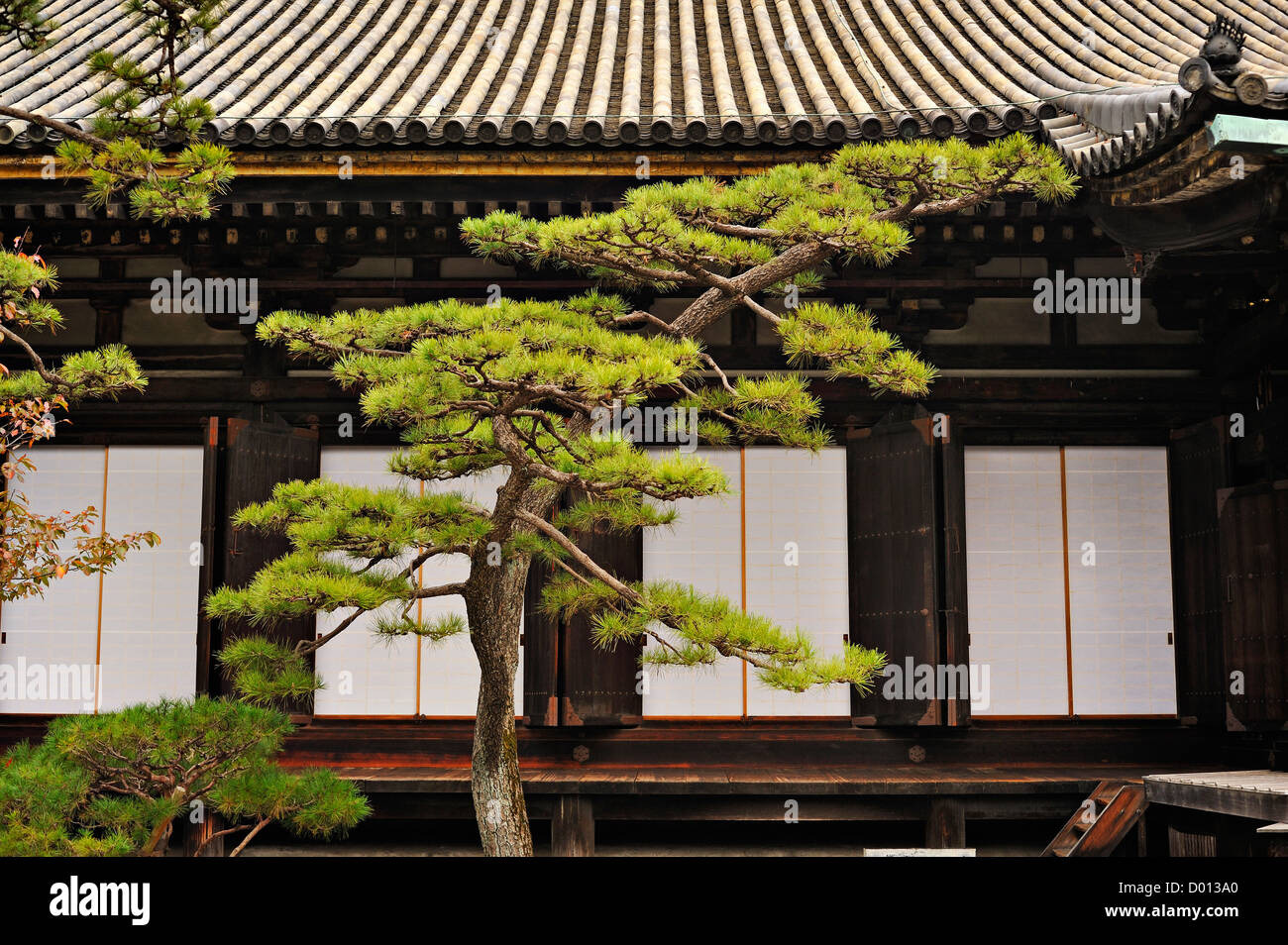 Une partie de la salle principale au sanctuaire Sanjusangendo avec un arbre de pin décoratives, Kyoto, Japon Banque D'Images