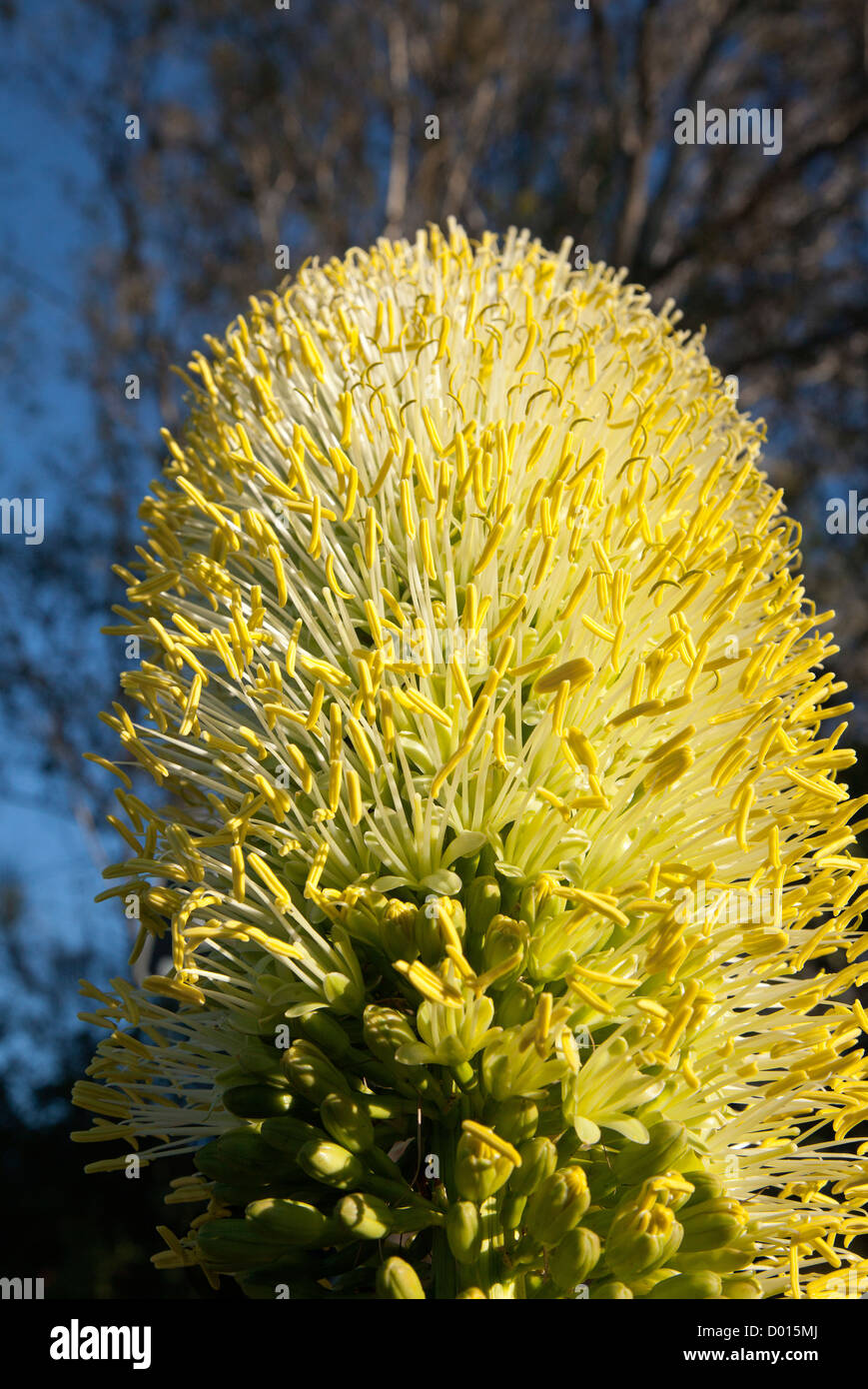 Siècle les plantes d'agave fleurit à Los Angeles. Banque D'Images