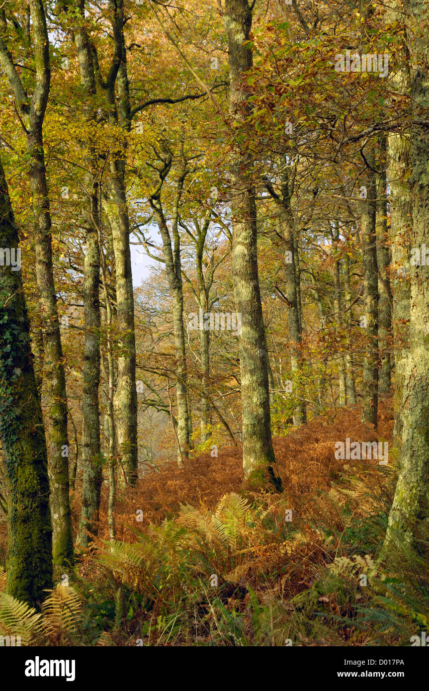 Carstramon bois en automne, près de Leeds, Dumfries et Galloway, Écosse Banque D'Images