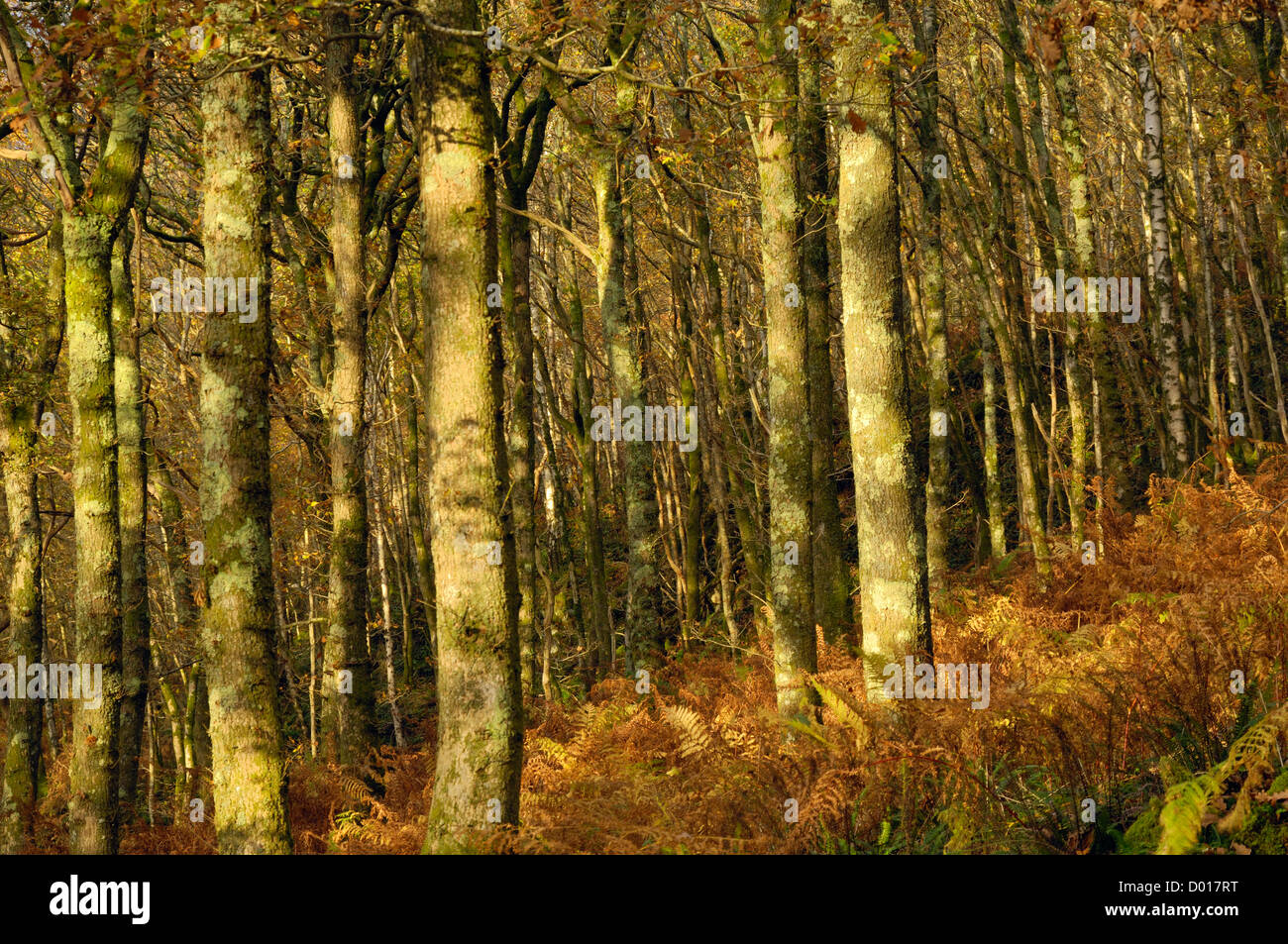 Carstramon bois en automne, près de Leeds, Dumfries et Galloway, Écosse Banque D'Images