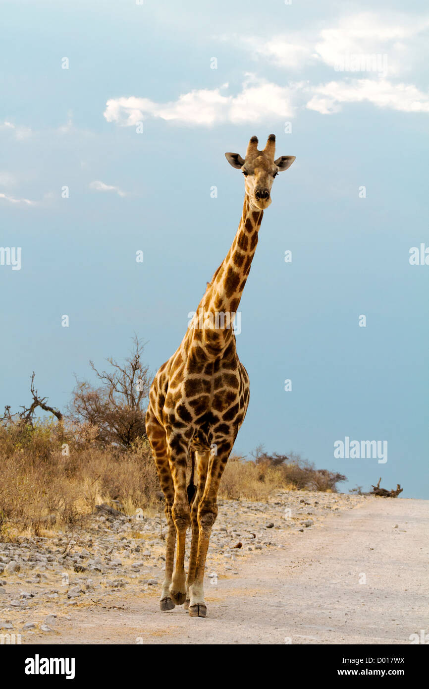 Afrique la faune girafe Banque D'Images