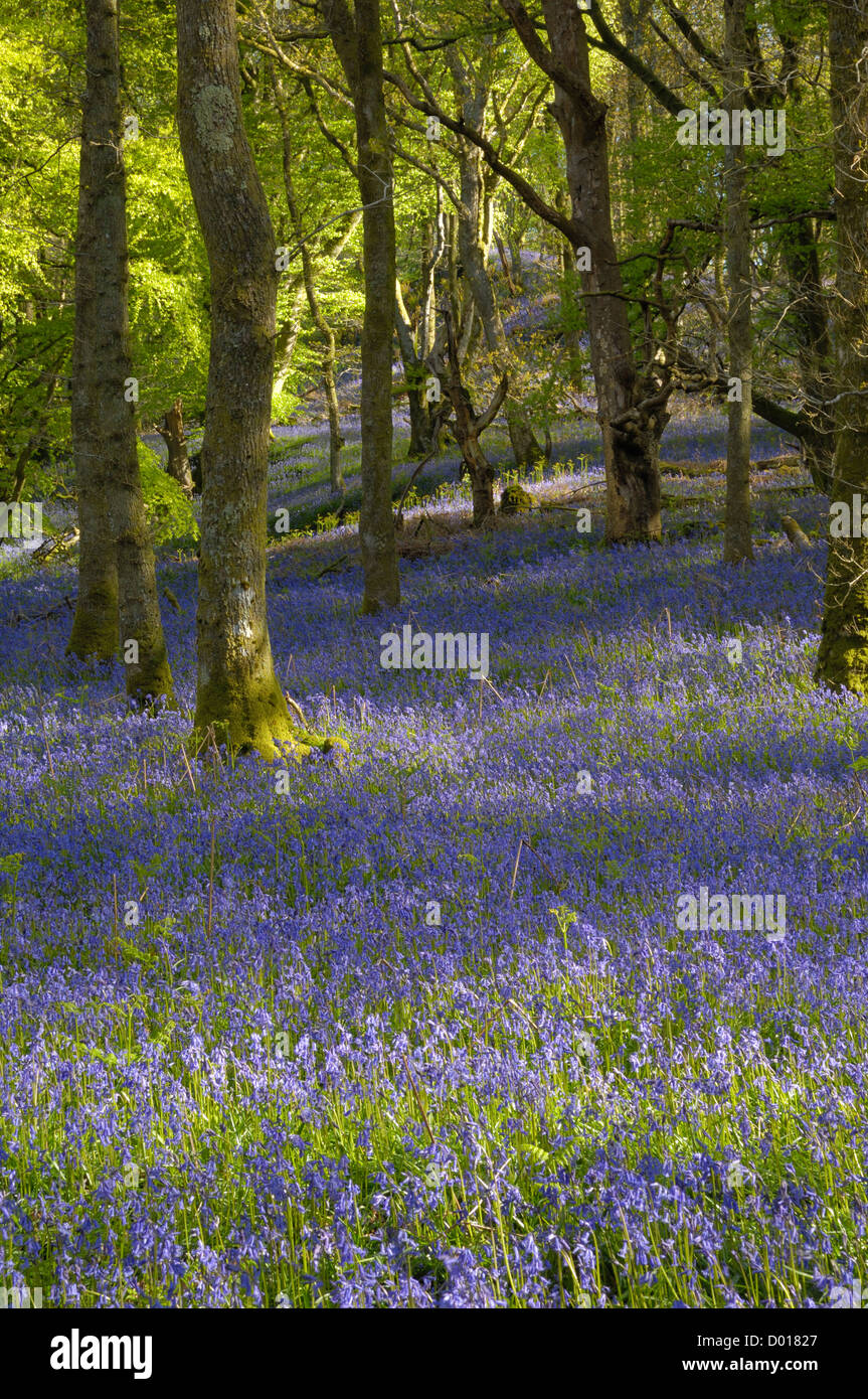 Dans Carstramon jacinthes des bois, Dumfries et Galloway, Écosse Banque D'Images