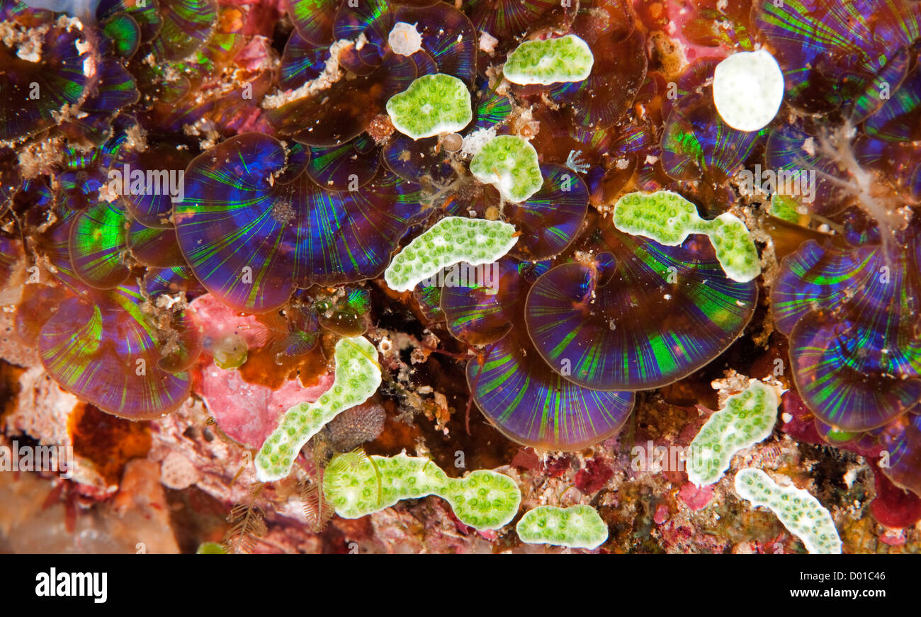 Nouvelles espèces d'algues padina Indonésie Komodo Banque D'Images
