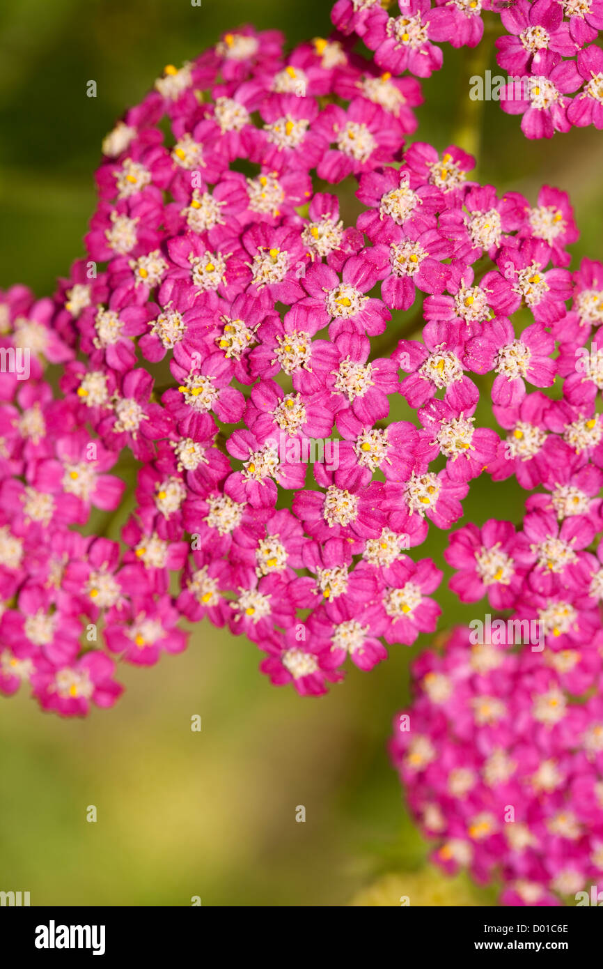 Inflorescence rose herb(Achillea millefolium)comme arrière-plan Banque D'Images