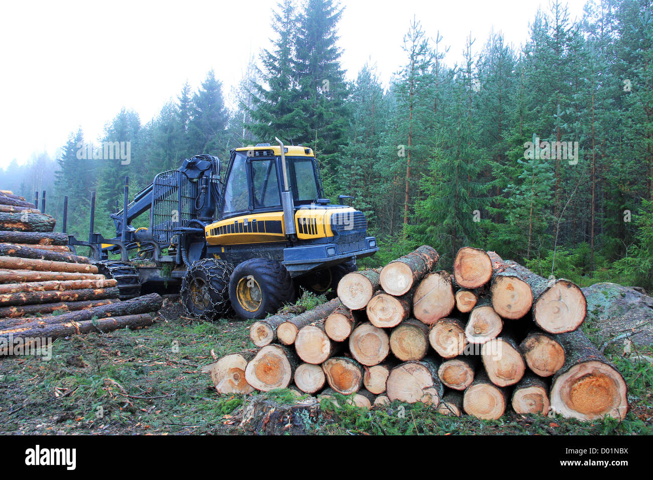 Transitaire et des piles de journaux au bord de forêt en automne brouillard. Banque D'Images