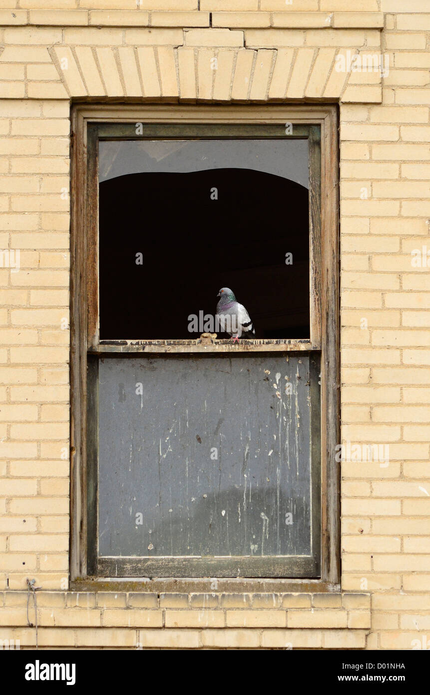Fenêtre de Pigeon dans l'immeuble abandonné à King Hill, New York. Banque D'Images
